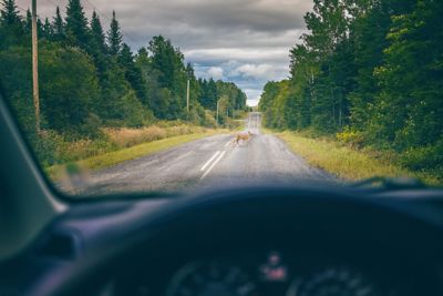 Two Deers Crossing the Road. View from inside the Car.